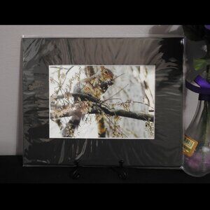 2/$13 Matted Photography Eastern Gray Squirrel Close Up, 8x10